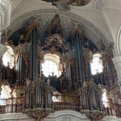 Gabler organ